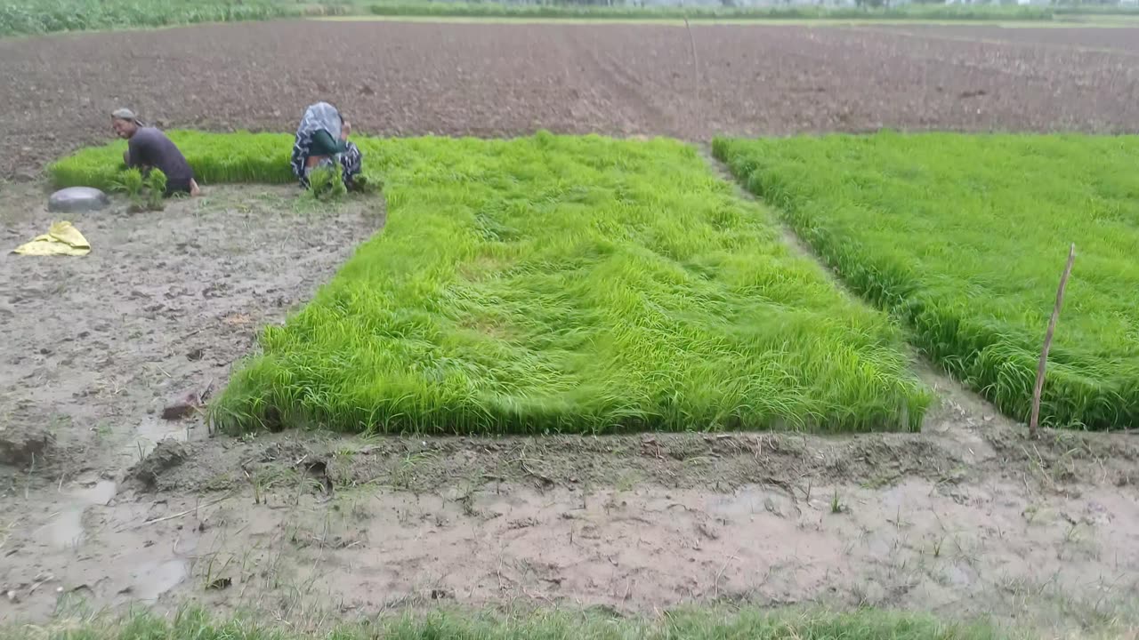 Vlog