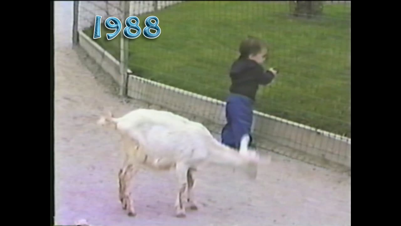 Todd Is Bothered By Goats!