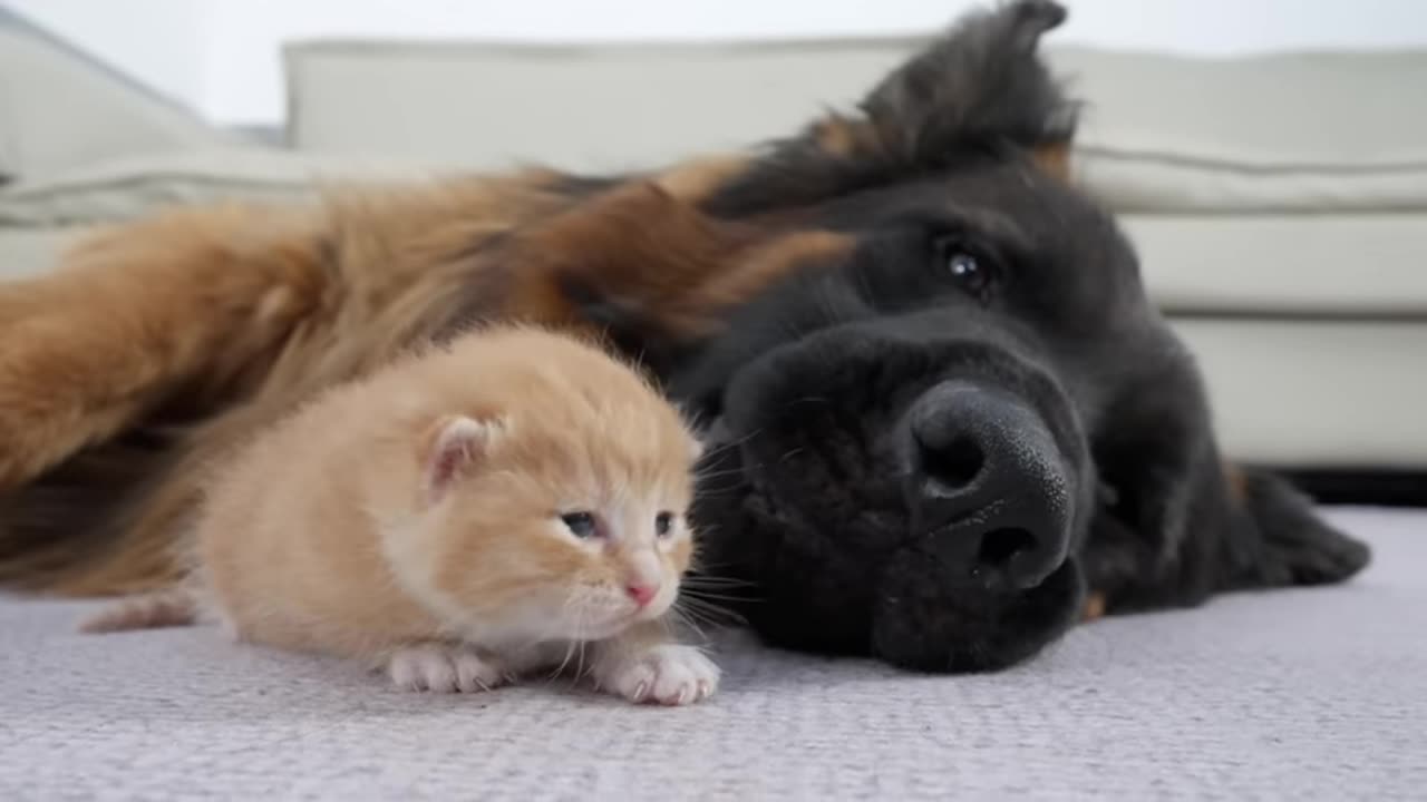 german-shepherds-heartwarming-reaction-when-first-meeting-with-abandoned-kitten
