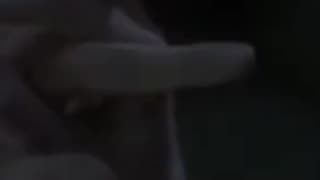 If HBO Made Fantastic Beasts