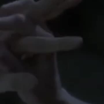 If HBO Made Fantastic Beasts