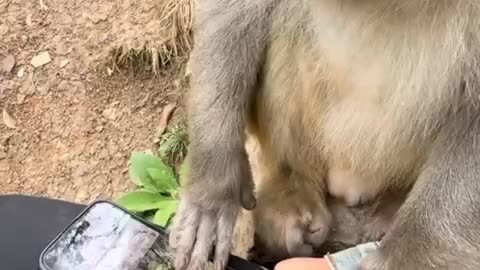 smart monkey