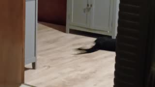 😂🐱 Cat's Tail Must Be Defeated! | FunFM