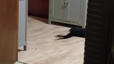 😂🐱 Cat's Tail Must Be Defeated! | FunFM