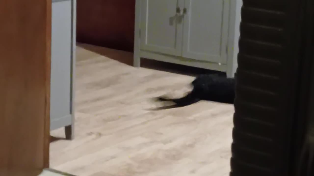 😂🐱 Cat's Tail Must Be Defeated! | FunFM