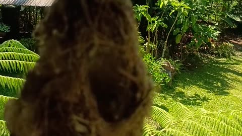 28.10.2025 Sunbird Babies