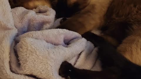 Bleu Kneading On his blanket