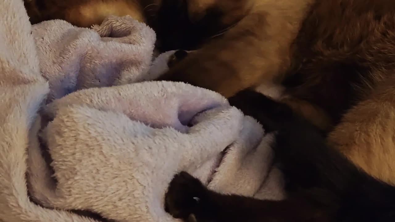 Bleu Kneading On his blanket