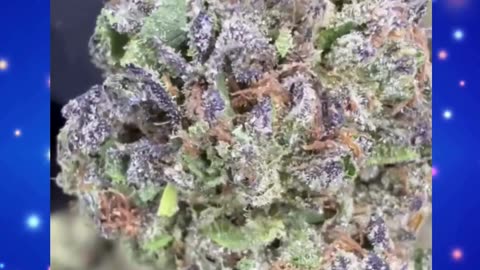 Blue Nerds THCa Flower | AA Indoor Hybrid | Blueberry Apple Chill | 31% Potency | Bulk #thca