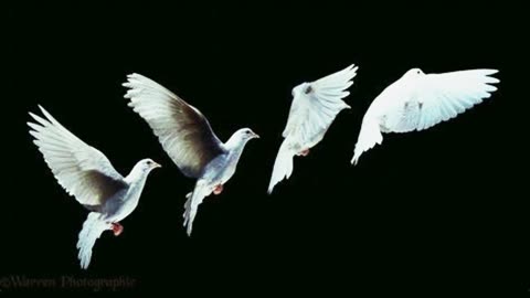 Prophetic & Bible Symbols #Viralvideo #shorts #like #prophetic #word #bible #life