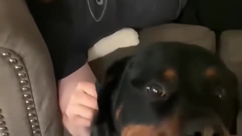 Funny dog moments 7