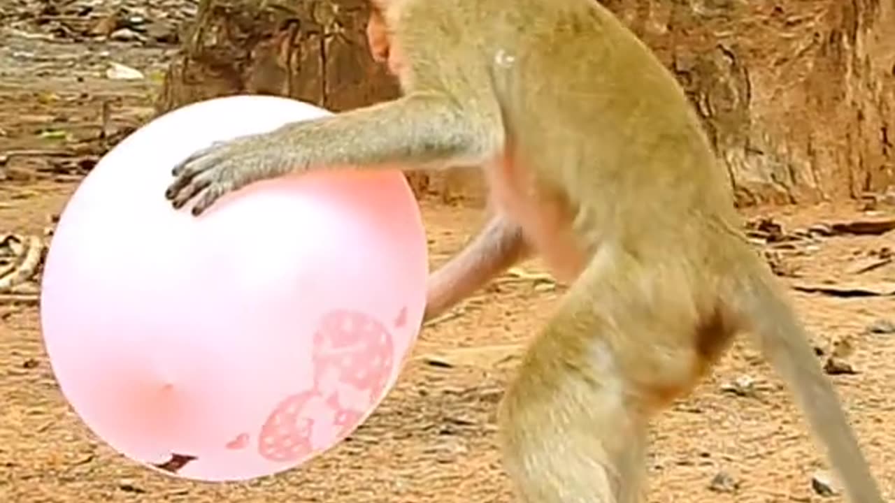 Monkeys playing with balloons very funny video😹😂🤣