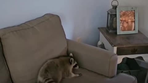 Raccoon Loves Being Thrown Onto Couch