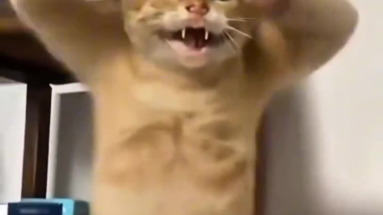 Every cat is different!