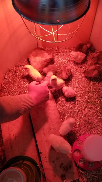 Everybody should try picking up a cute rural chick! ;) #SparklegleamFarm #Chicken #farm #farmanimals