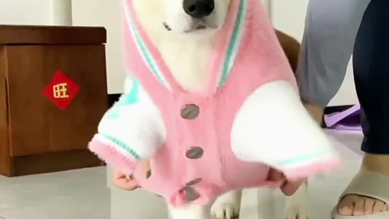 Adorable Dog