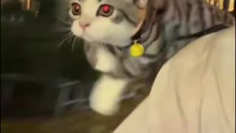 Helicopter Cat