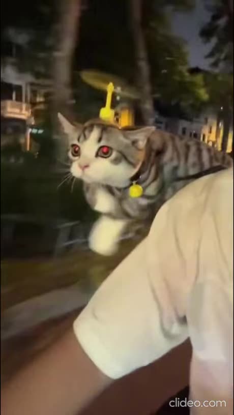 Helicopter Cat
