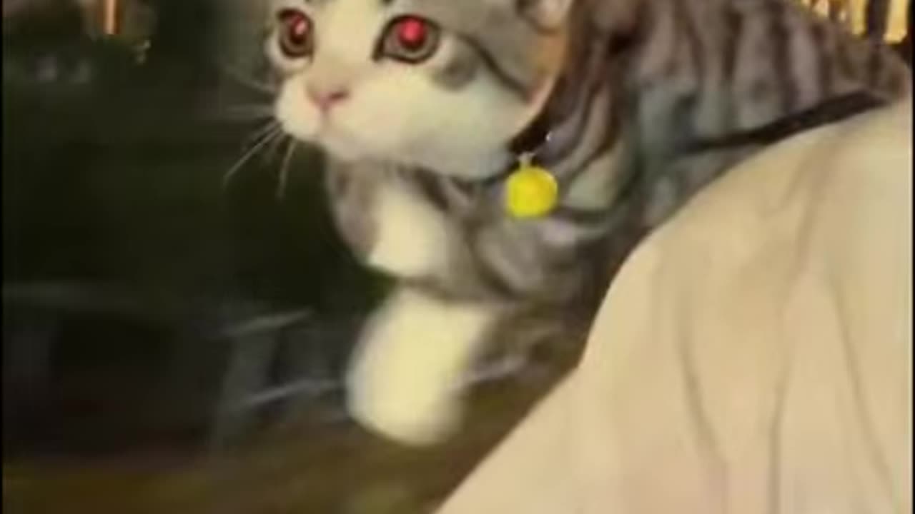 Helicopter Cat