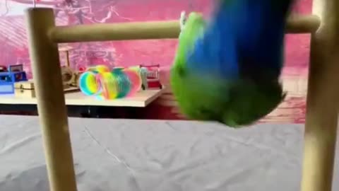 This parrot is smarter than some of us! It opens its cage, has fun 🦜✨ 😂💡