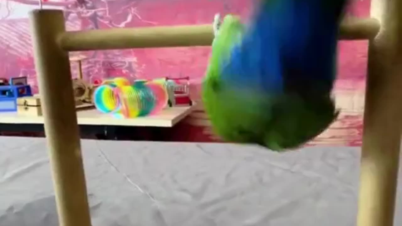 This parrot is smarter than some of us! It opens its cage, has fun 🦜✨ 😂💡