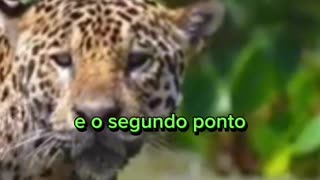 A Maior Fazenda do Mundo - Roncador - Mato Grosso do Sul - Brasil