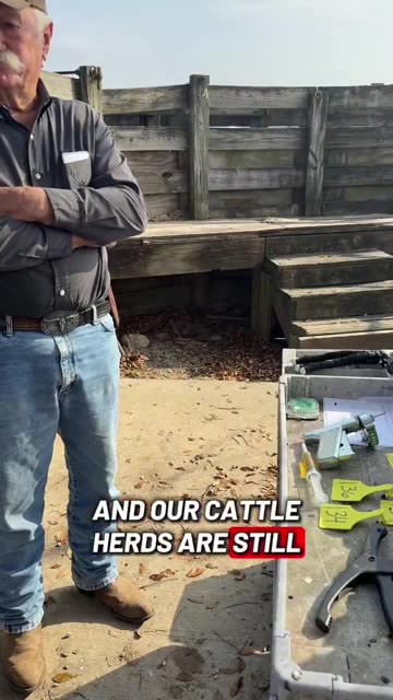 Cattle ranchers required to give them vaccines and antibiotics