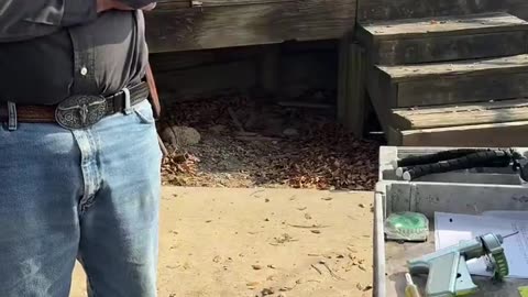 Cattle ranchers required to give them vaccines and antibiotics