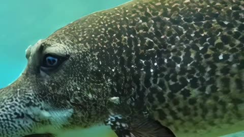 DogFish - The Original 4K Extended Edition #dogfish #dog #fish #fyp #ai