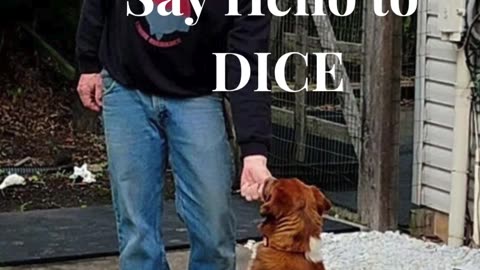 Dice and the Lure short 3