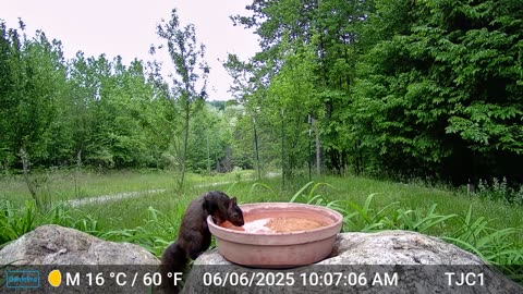 Squirrel Drinking