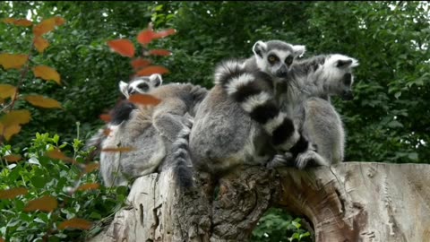 Only Found in Madagascar! The Magical Life of Lemurs