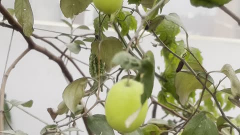Jujube plant on my terrace