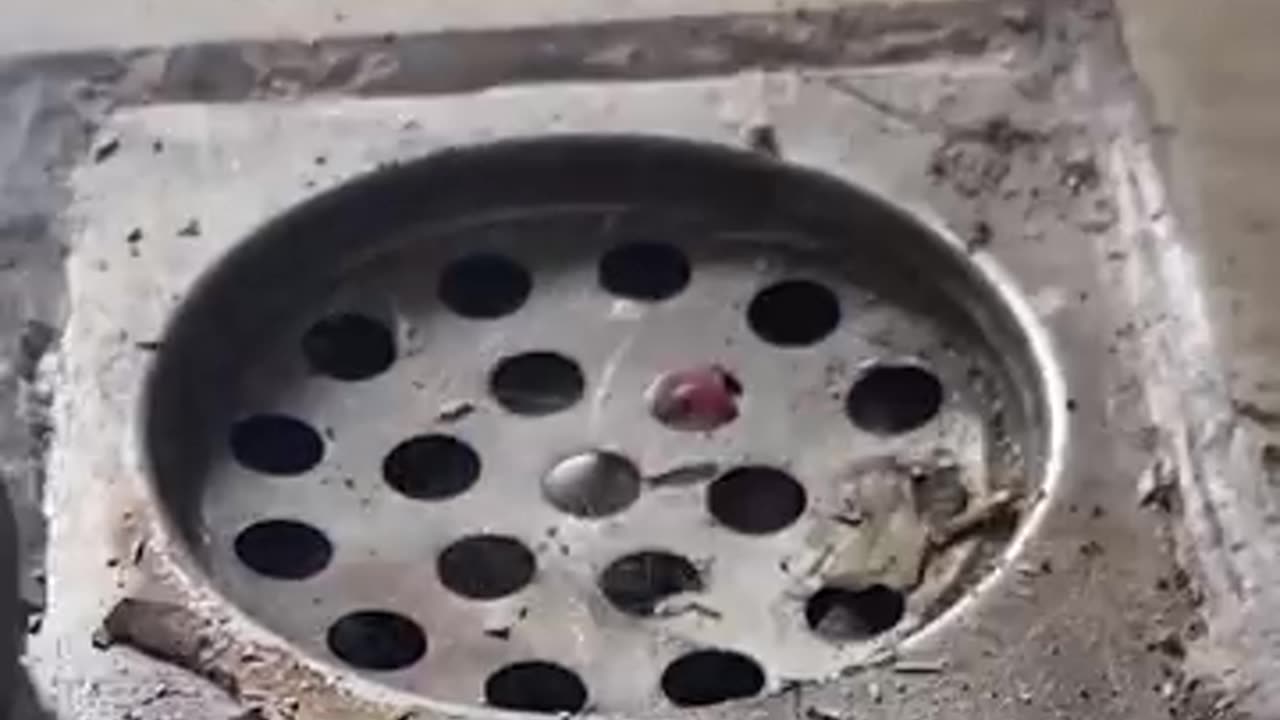 Kitten Was Stuck In The Drain!