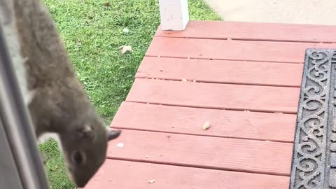 Squirrel Tries to Open Door