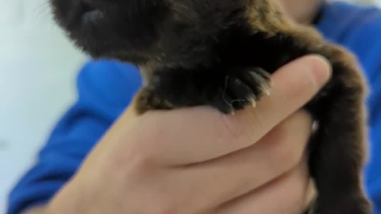 lovely dog