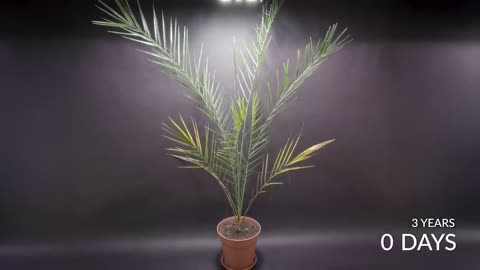 How to grow dates at home