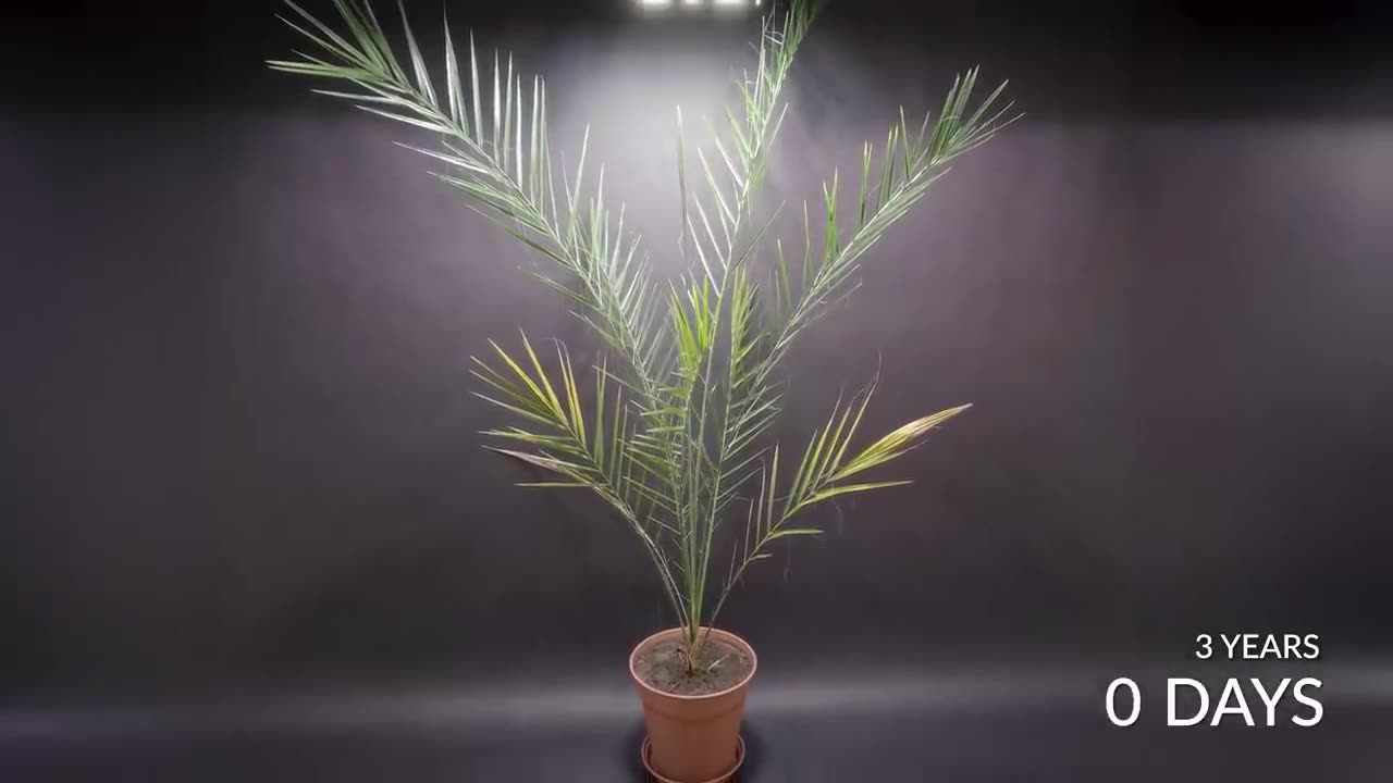 How to grow dates at home