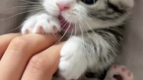 Funny Kitten Mischief 😹 | Cute Baby Cat Playing | Viral Cats 2025