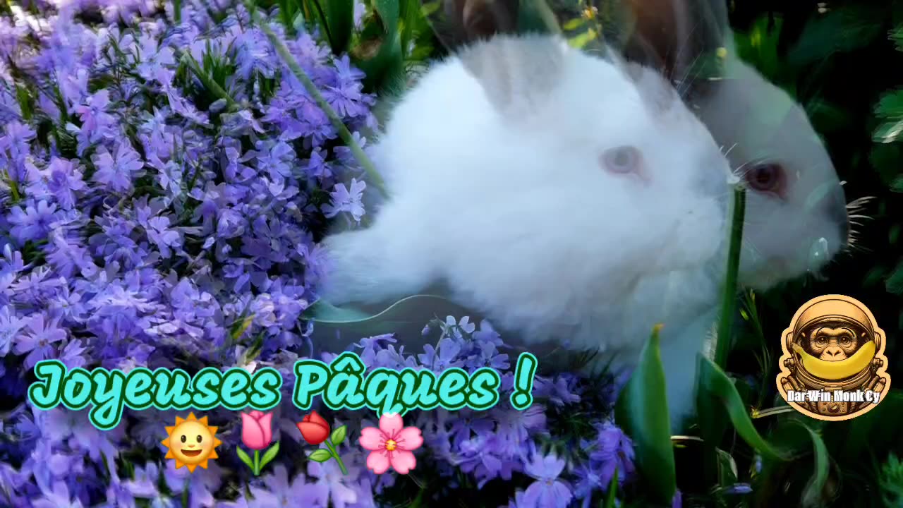 Joyeuses Pâques à toutes et tous 🌞🌷🌸 💞