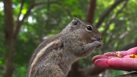 Man Love for Squirrel #animal #cute #Squirrel #trending #viralshort