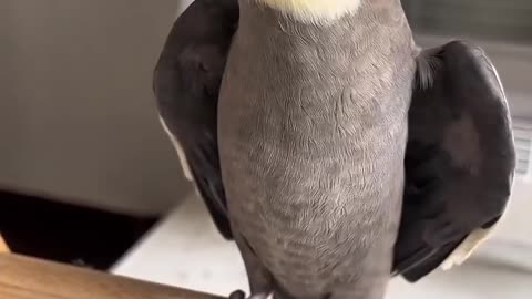 Funny Talking Parrot Says “Kuki Kuki” – Papagal Vorbitor Haios! 🦜😂
