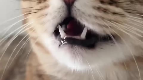 "Cute Kitten Meowing to Attract Other Cats | Adorable Cat Sounds