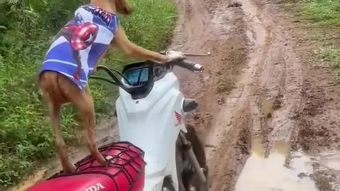 "A dog hops on a wild bike to drag you into an adventure!