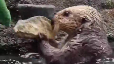 If not pet why pet shaped: otters