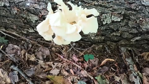 Mushroom