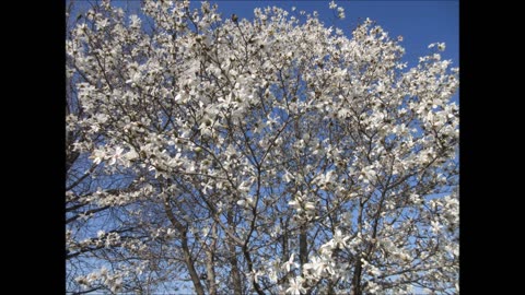 Jade Orchid Magnolia Tree April 2025