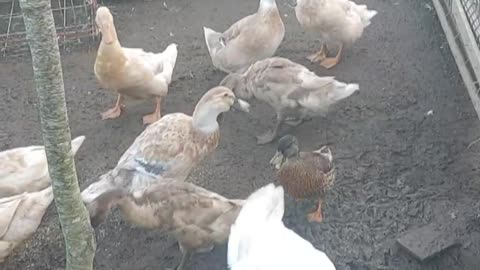 Good Morning! Waking up the ducks.
