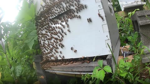 Bees on a Wednesday Morning at Sunrise