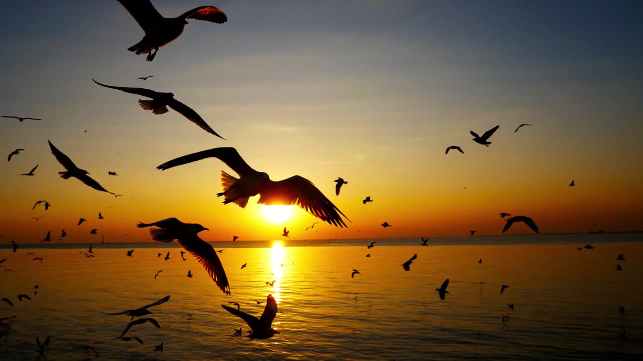 Silhouettes of birds over the sunset